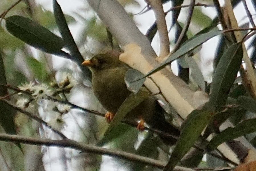 Bell Miner - ML399607371