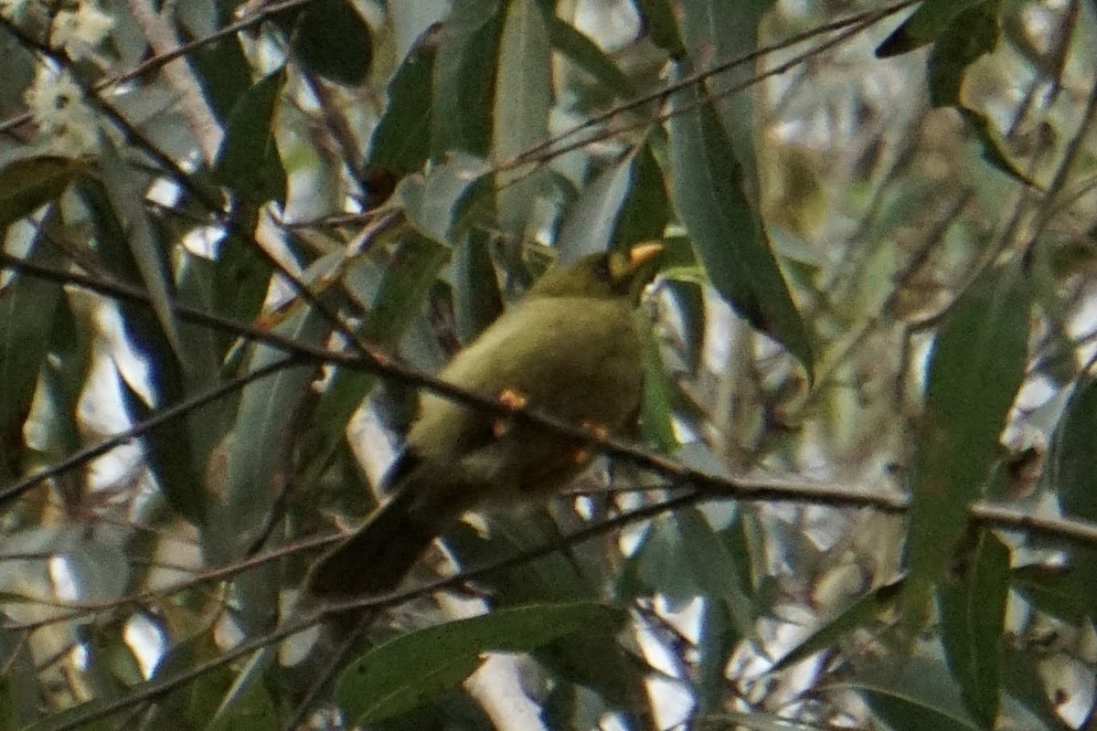 Bell Miner - ML399607401