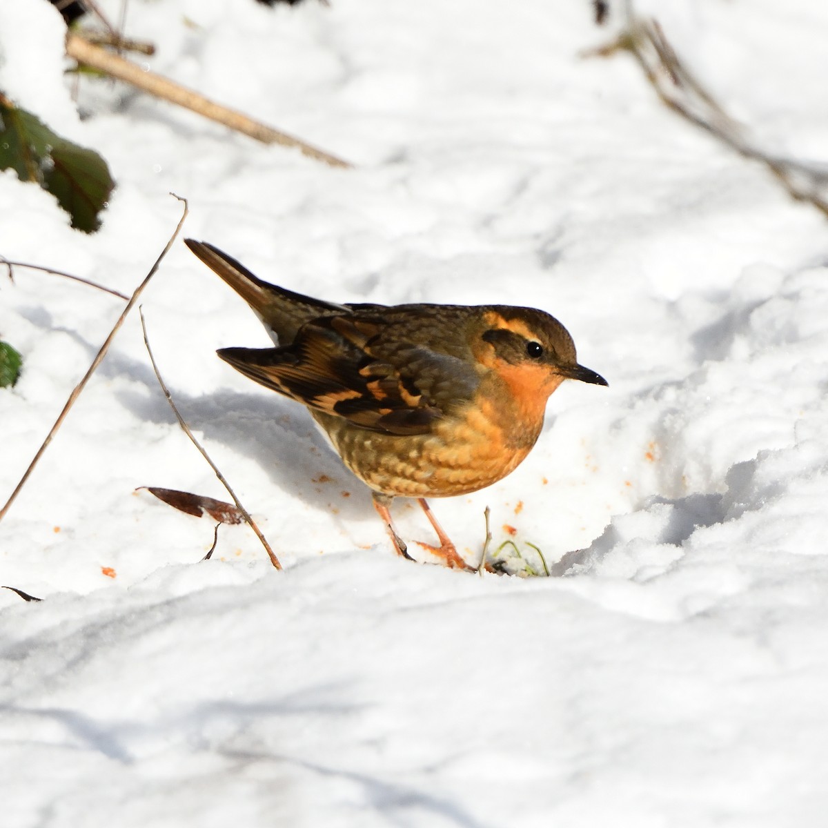 Varied Thrush - Steven Lospalluto