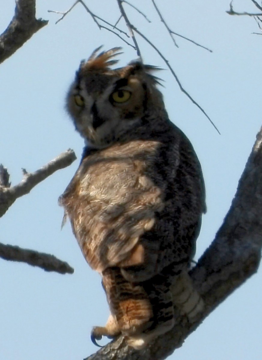 Great Horned Owl - Caley Thomas