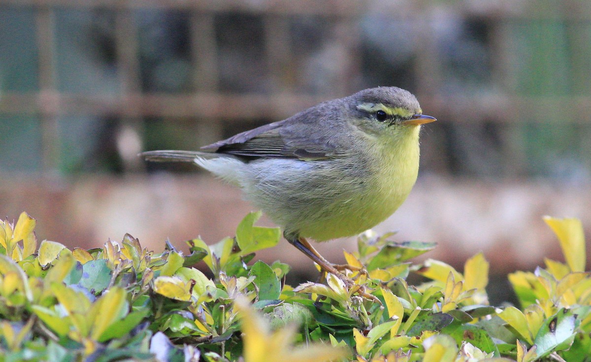 Tickell's Leaf Warbler (Tickell's) - ML39961081
