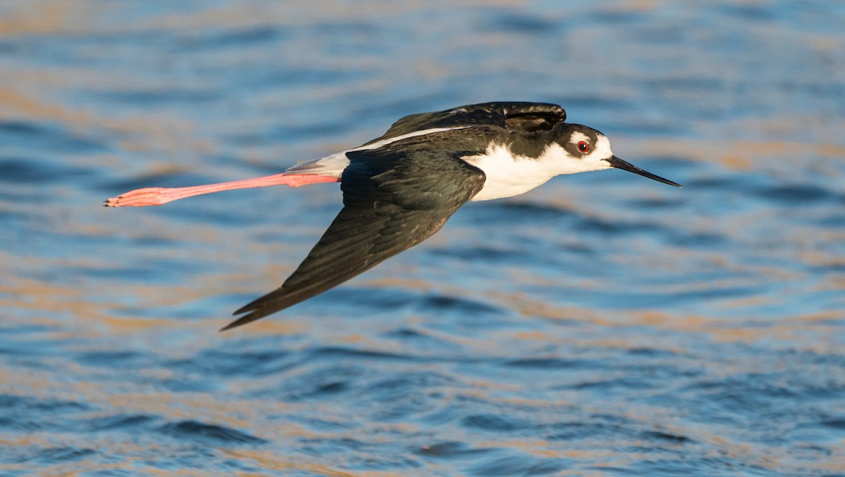 Black-necked Stilt - ML399611941