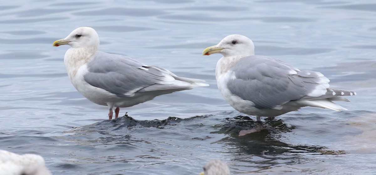 Larus sp. (white-winged gull sp.) - ML399612051