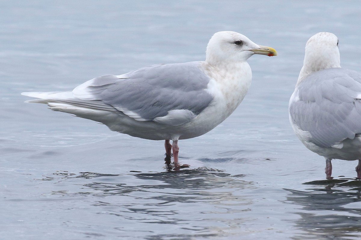 tanımsız ak kanatlı martı (Larus sp.) - ML399612161