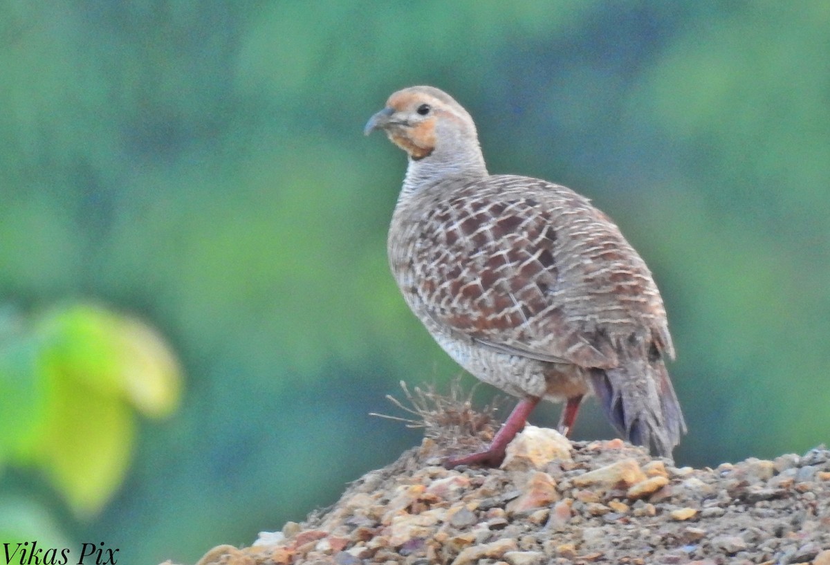 Gray Francolin - ML399614071