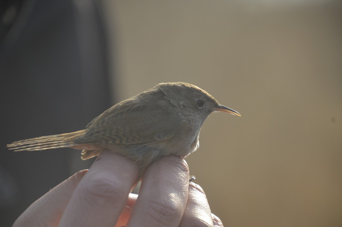 House Wren - José Ignacio Catalán Ruiz