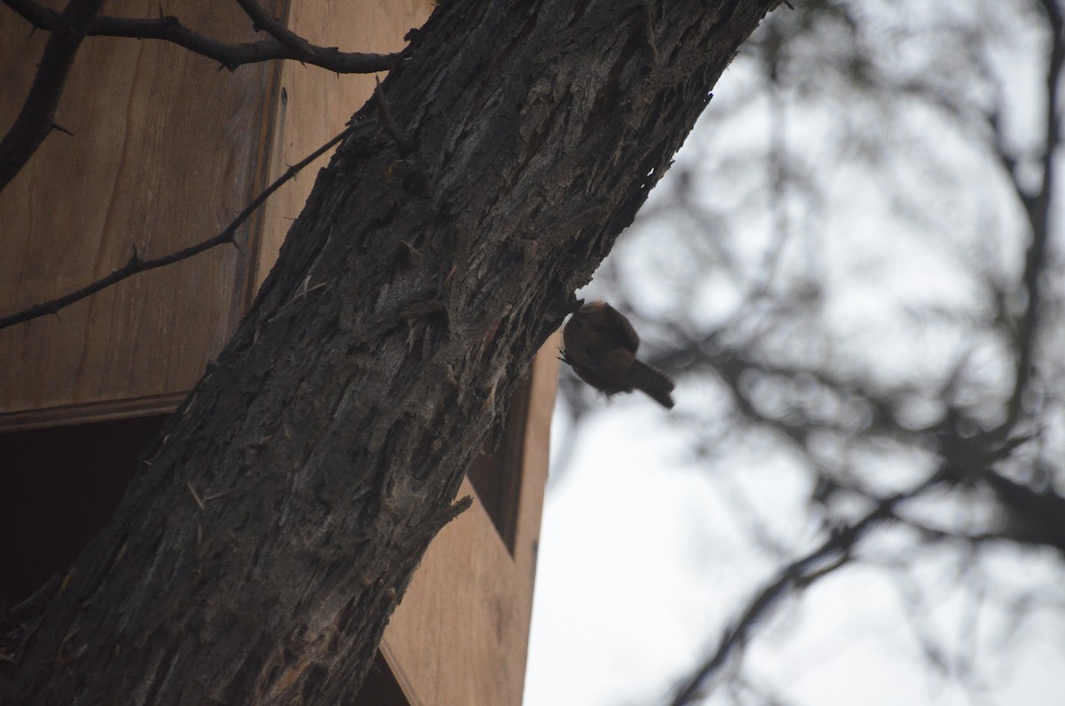 House Wren - ML399615081