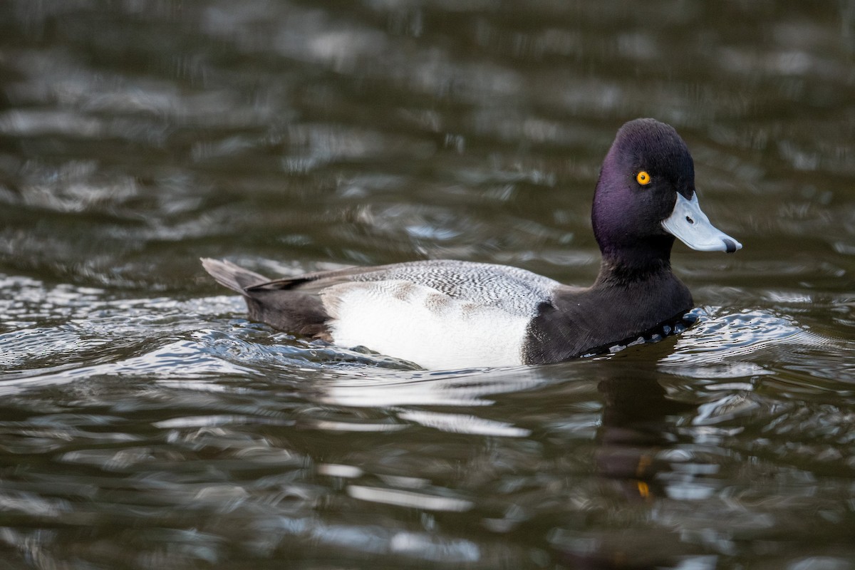 Lesser Scaup - Charles Thomas