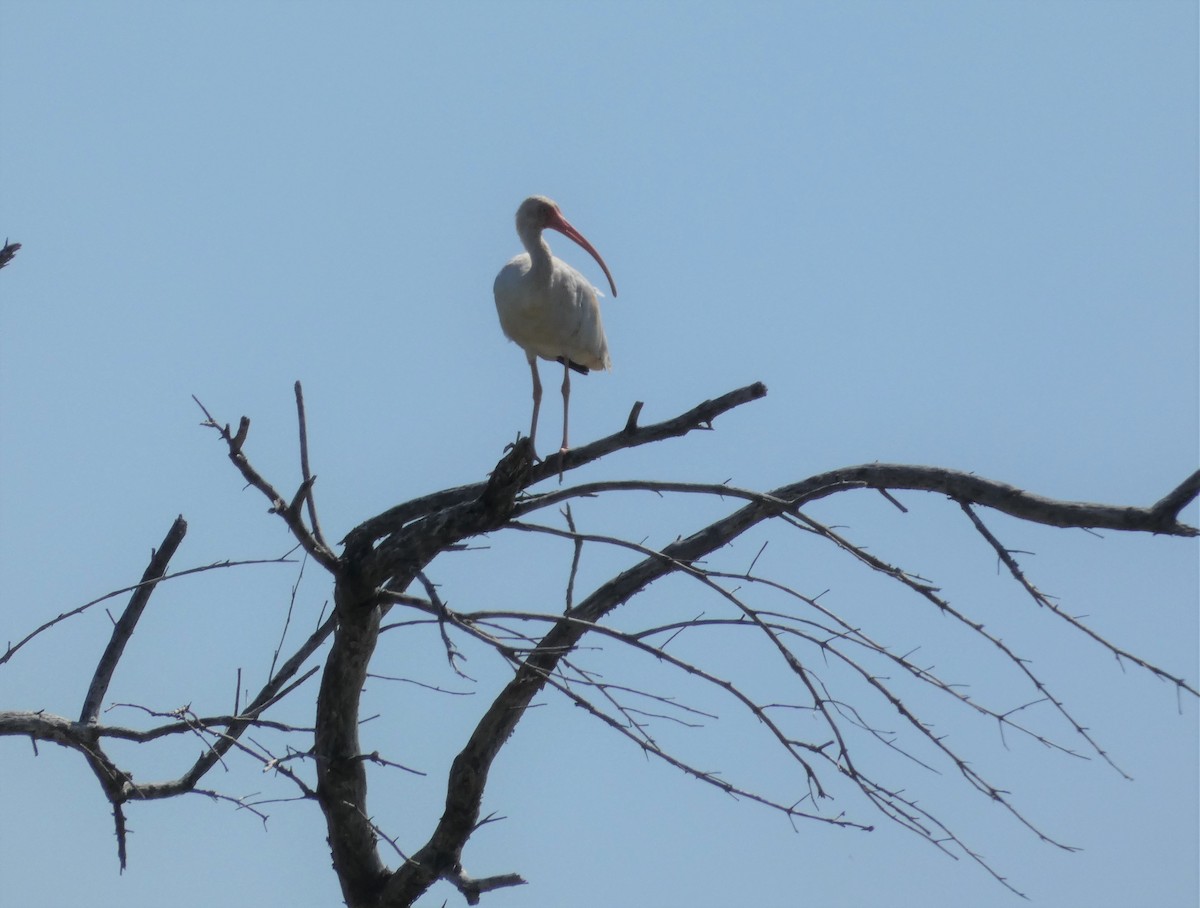 White Ibis - ML399616161