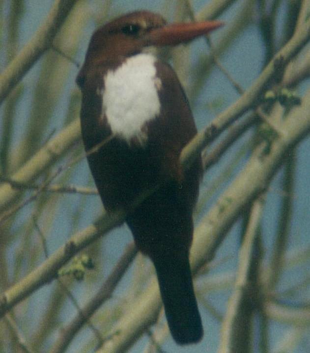 White-throated Kingfisher - ML39961671