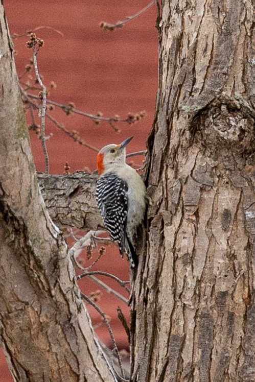 Red-bellied Woodpecker - ML399617021
