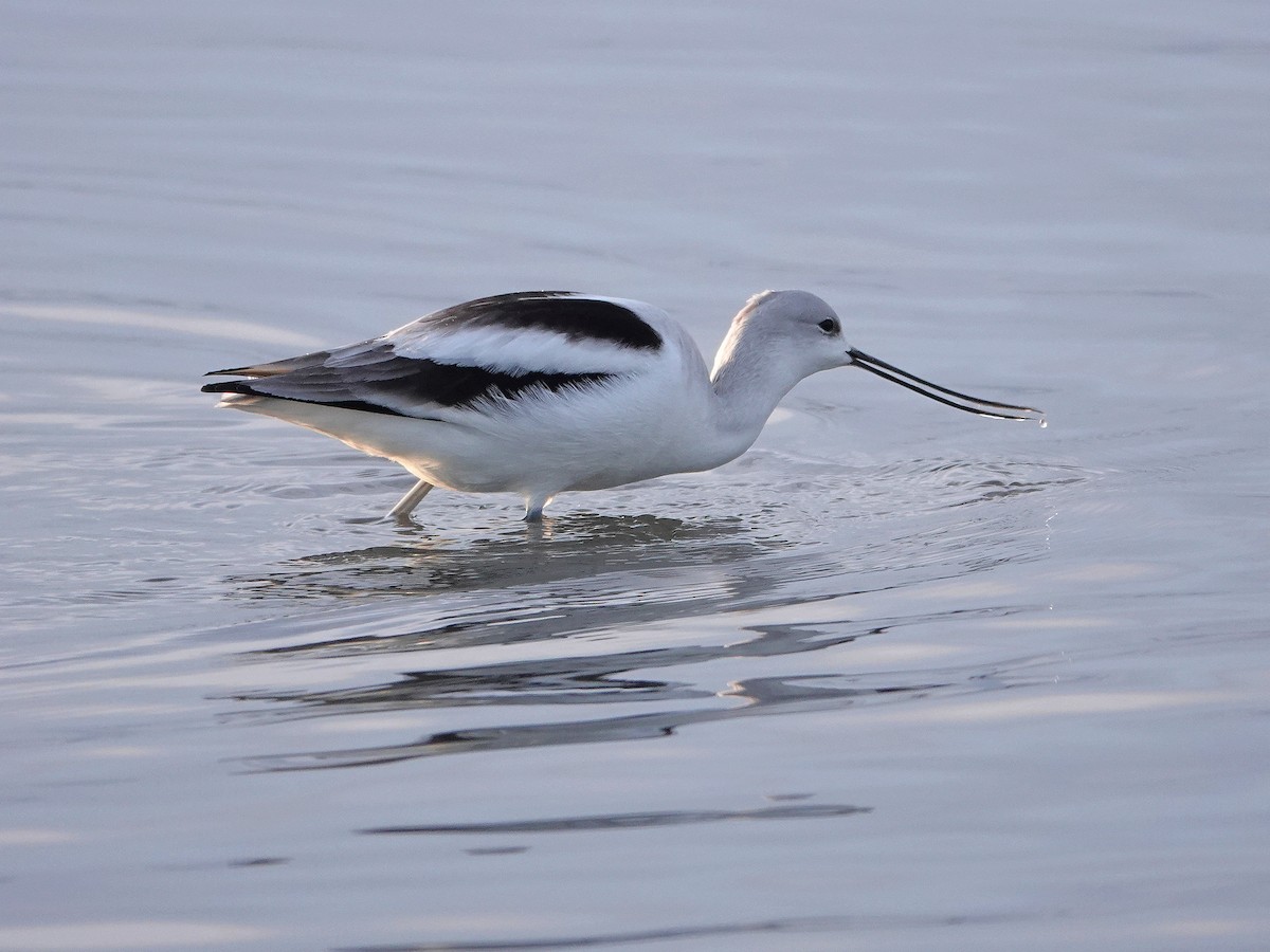 American Avocet - ML399618601