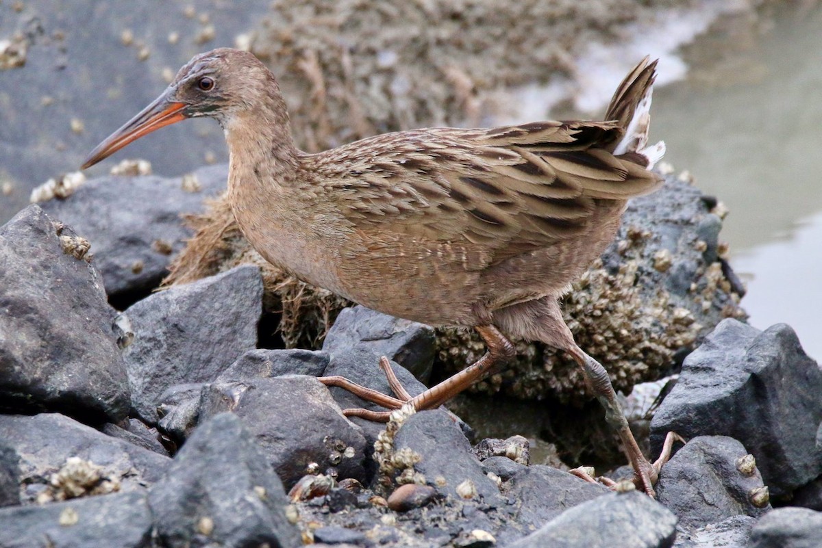 Ridgway's Rail - ML399619451