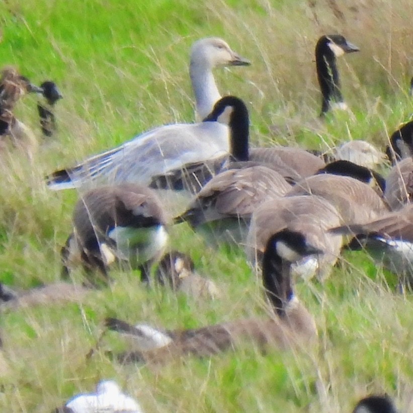 Snow Goose - ML399620891