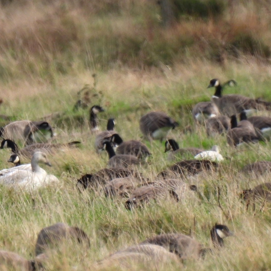 Ross's Goose - ML399620921