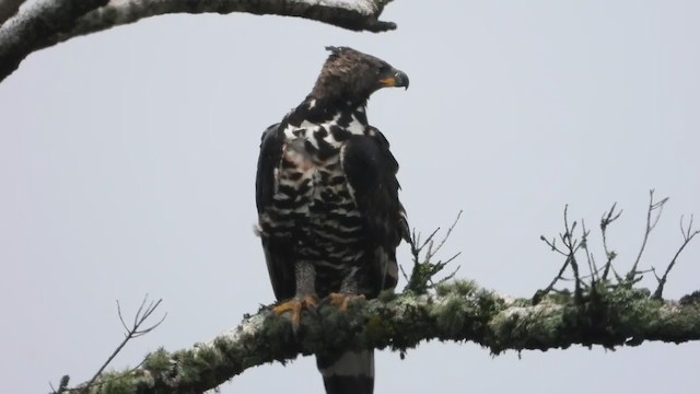 Crowned Eagle - ML399621691