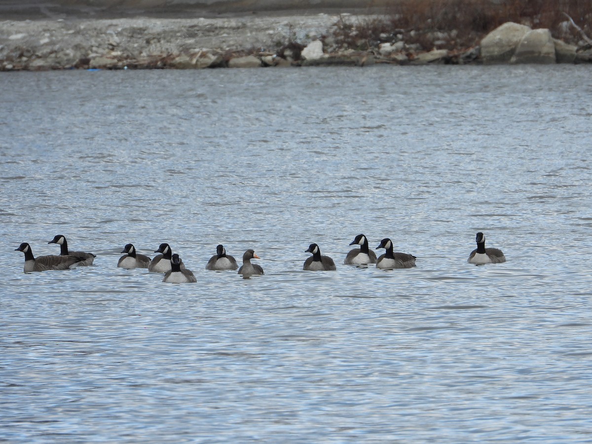 Greater White-fronted Goose - ML399621711