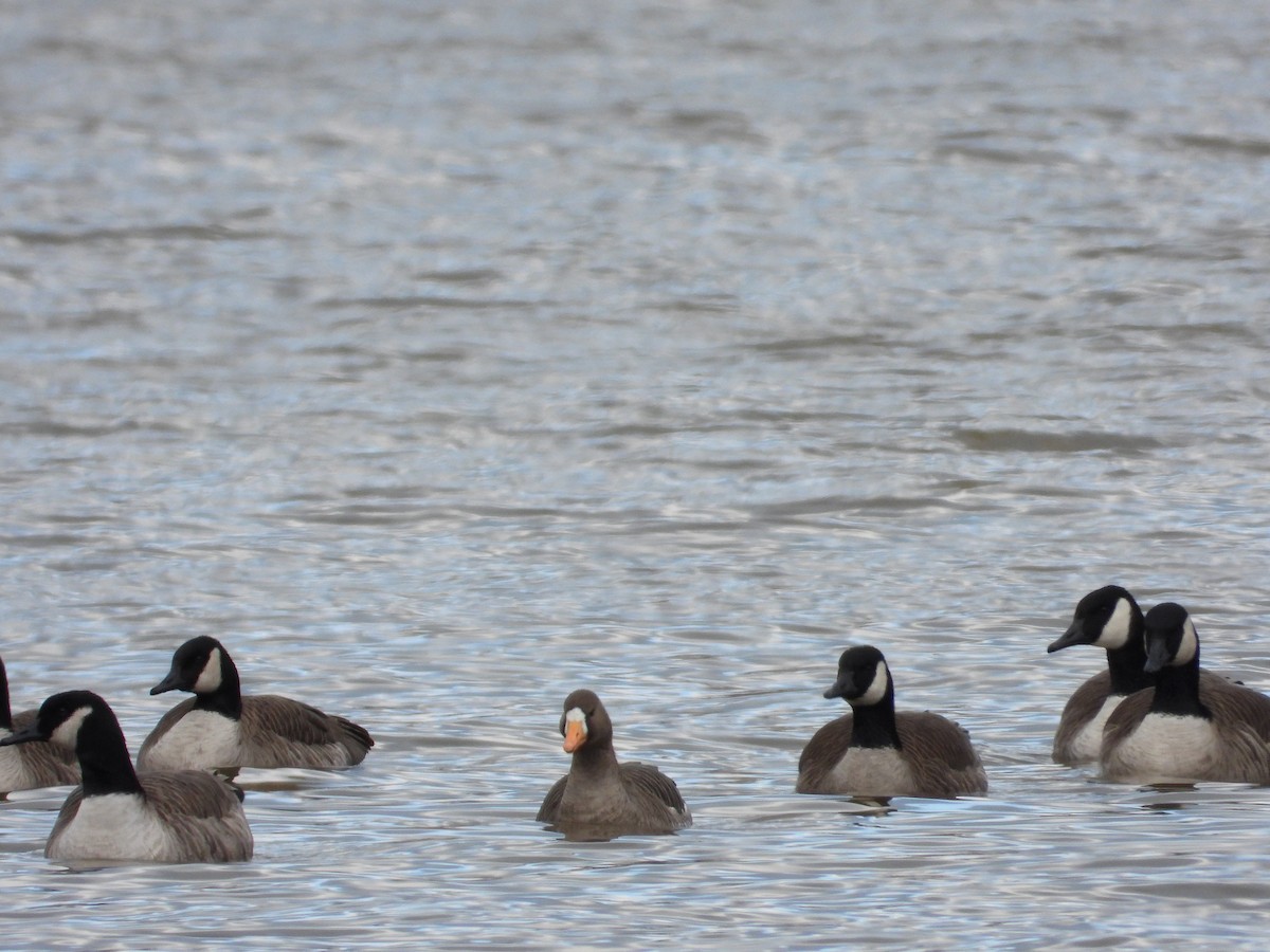 Greater White-fronted Goose - ML399621741