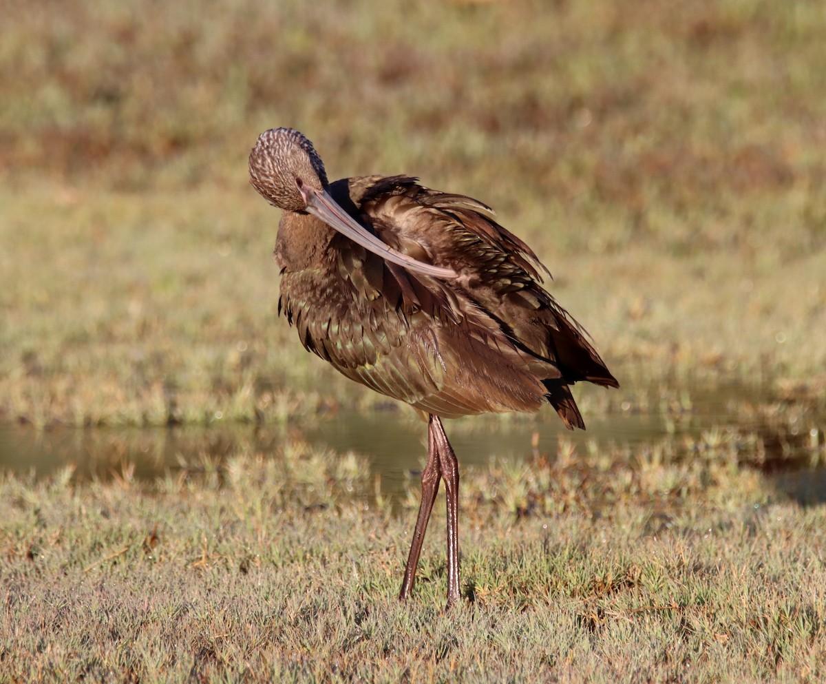 ibis americký - ML399621961