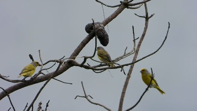 Serin du Cap - ML399622081