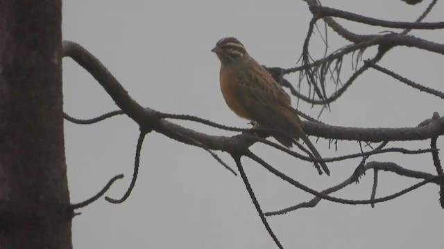 Cinnamon-breasted Bunting - ML399622141