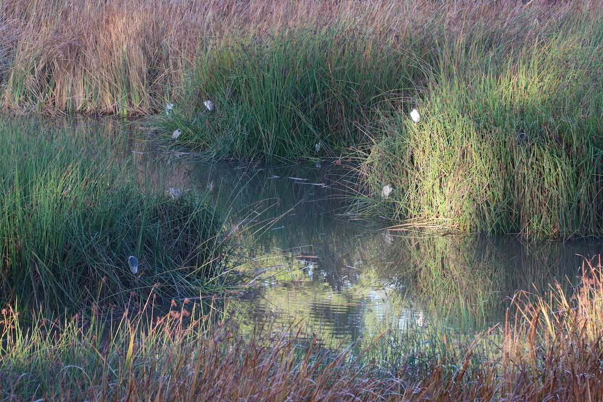 Black-crowned Night Heron - Sally Veach