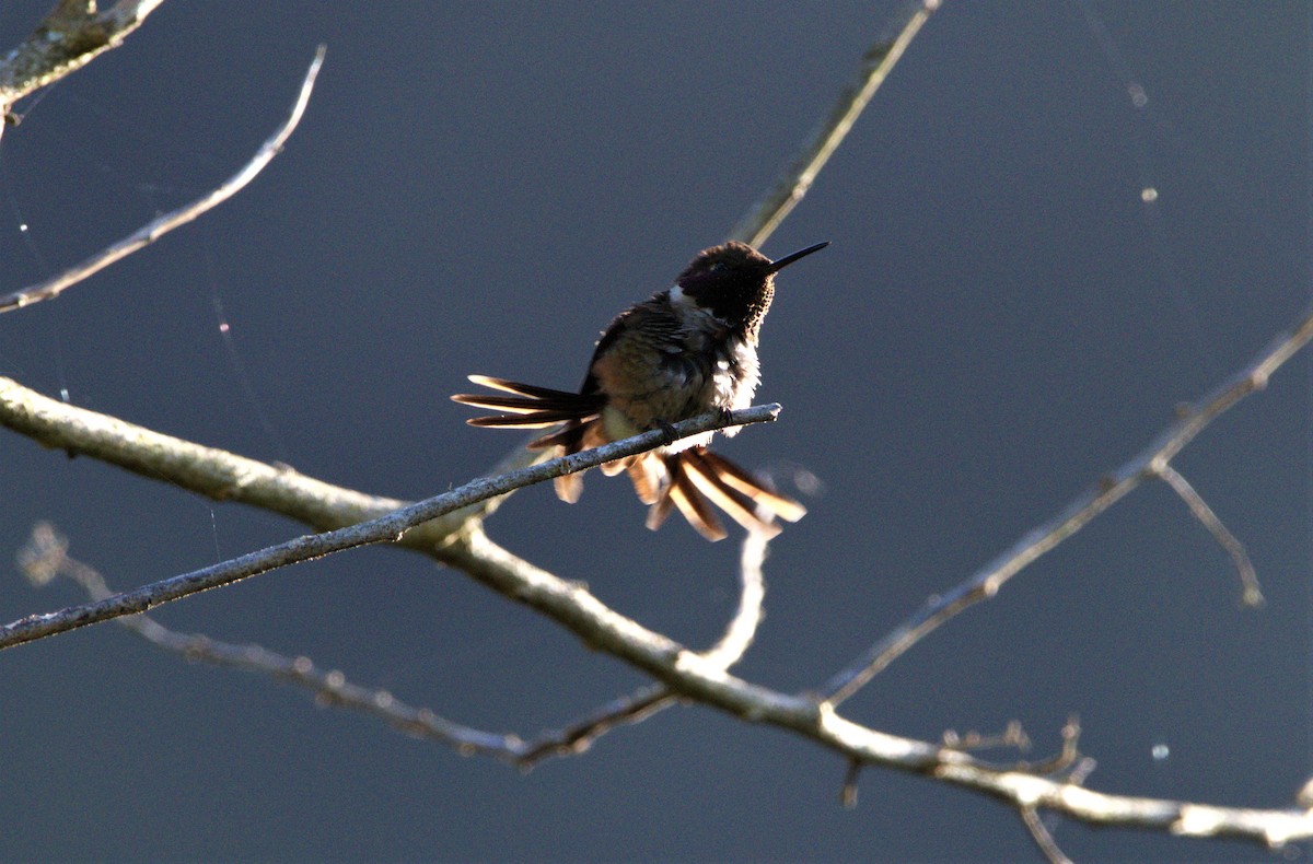 Violettkehl-Sternkolibri - ML399622301