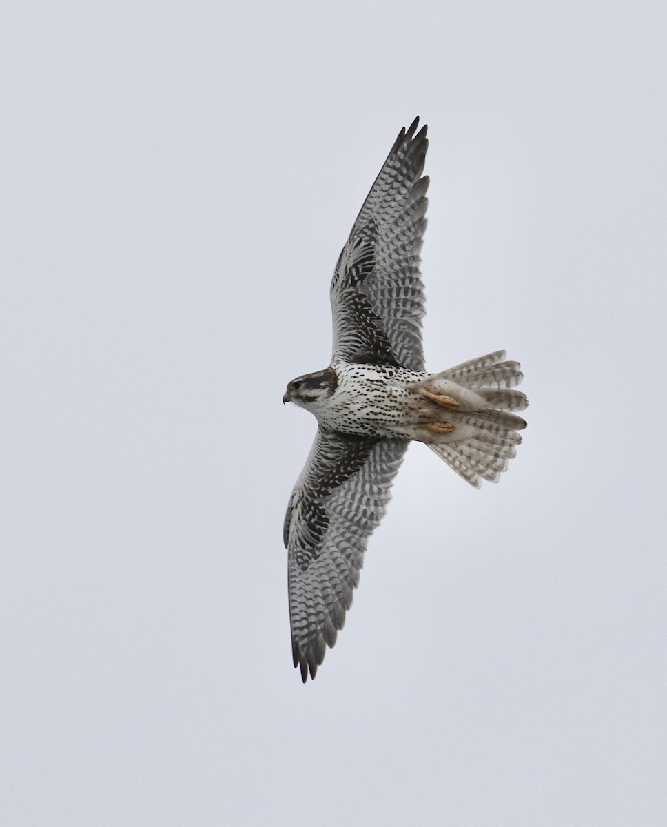 Prairie Falcon - Russ Morgan