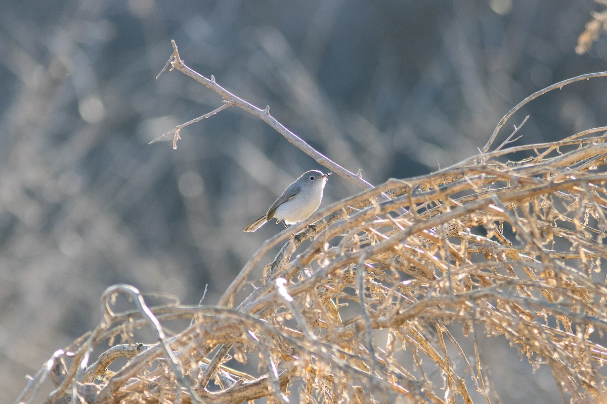 Blue-gray Gnatcatcher - ML399622481