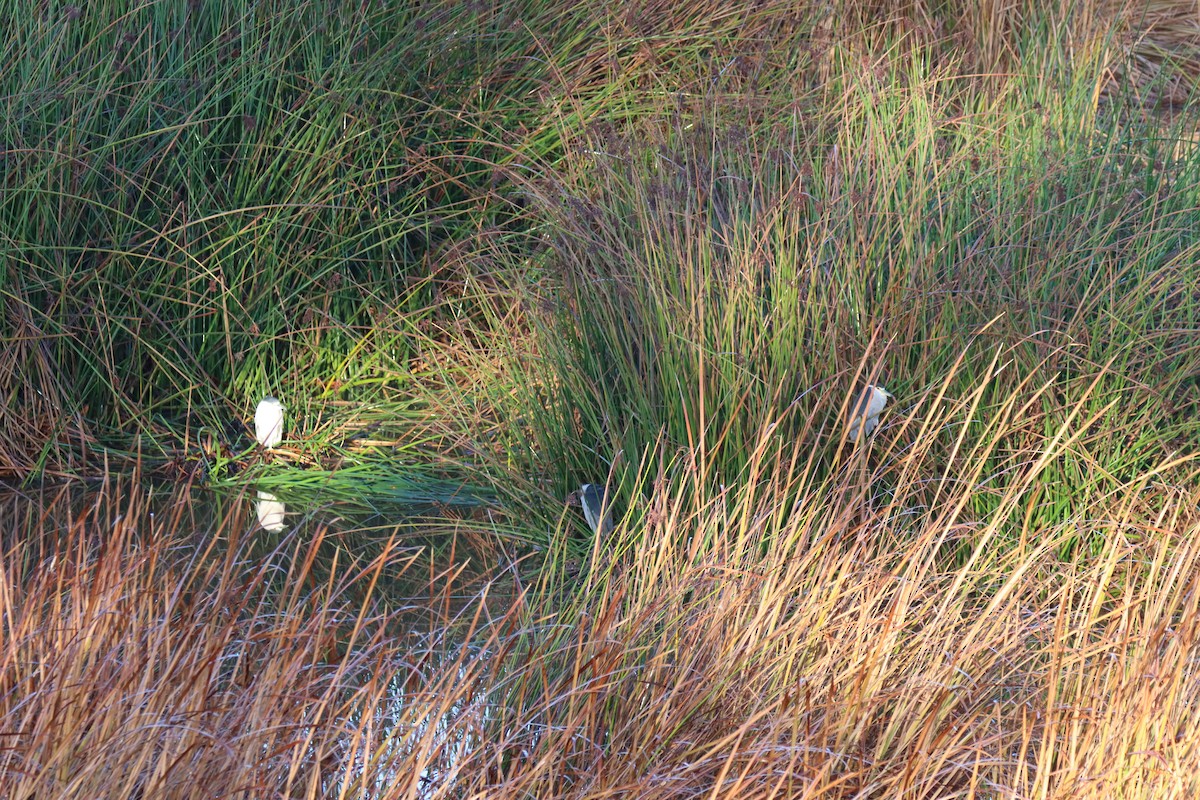 Black-crowned Night Heron - ML399622621