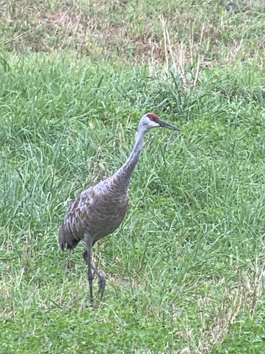 Sandhill Crane - Michele Burnat