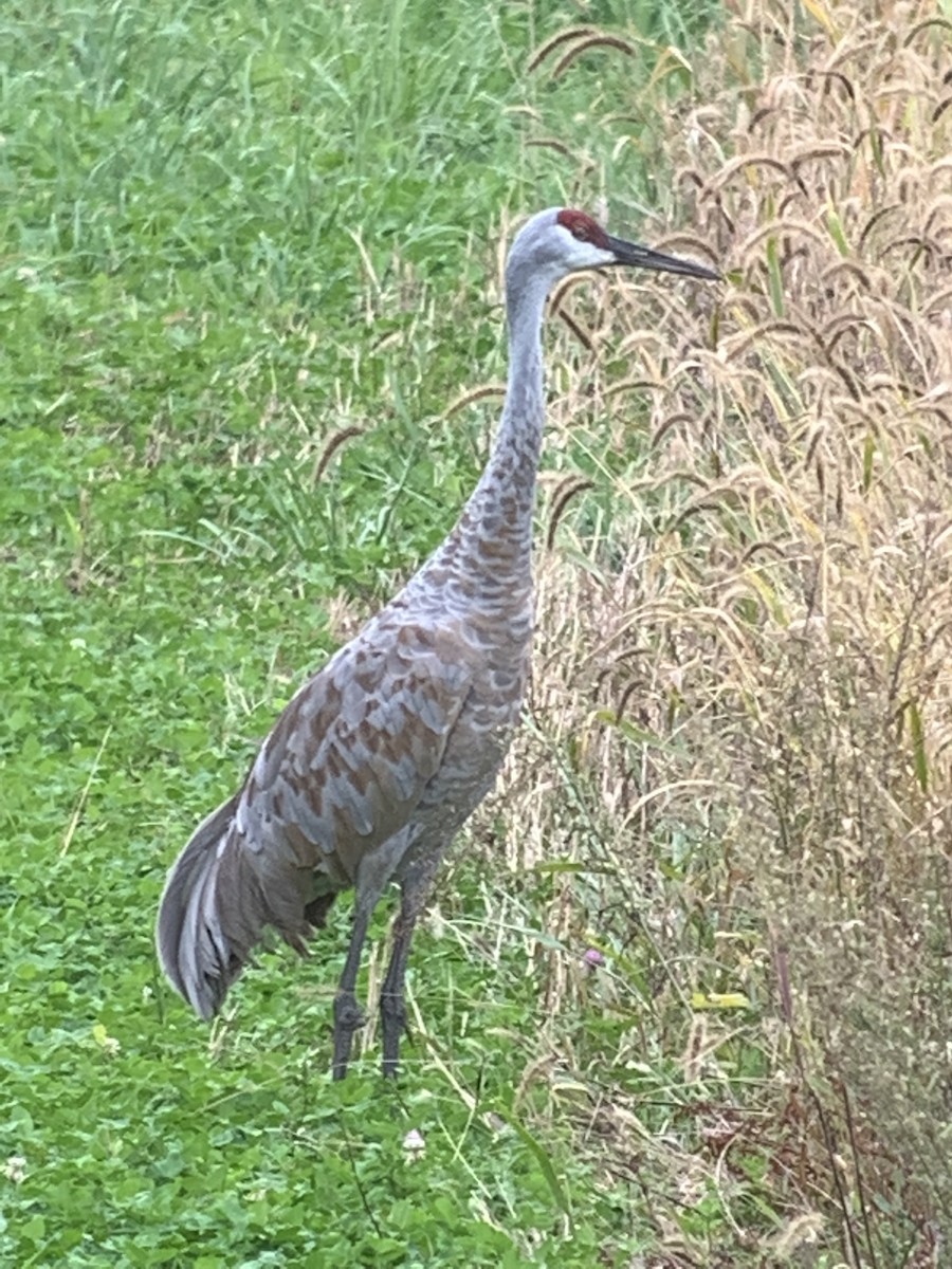 Sandhill Crane - ML399623881