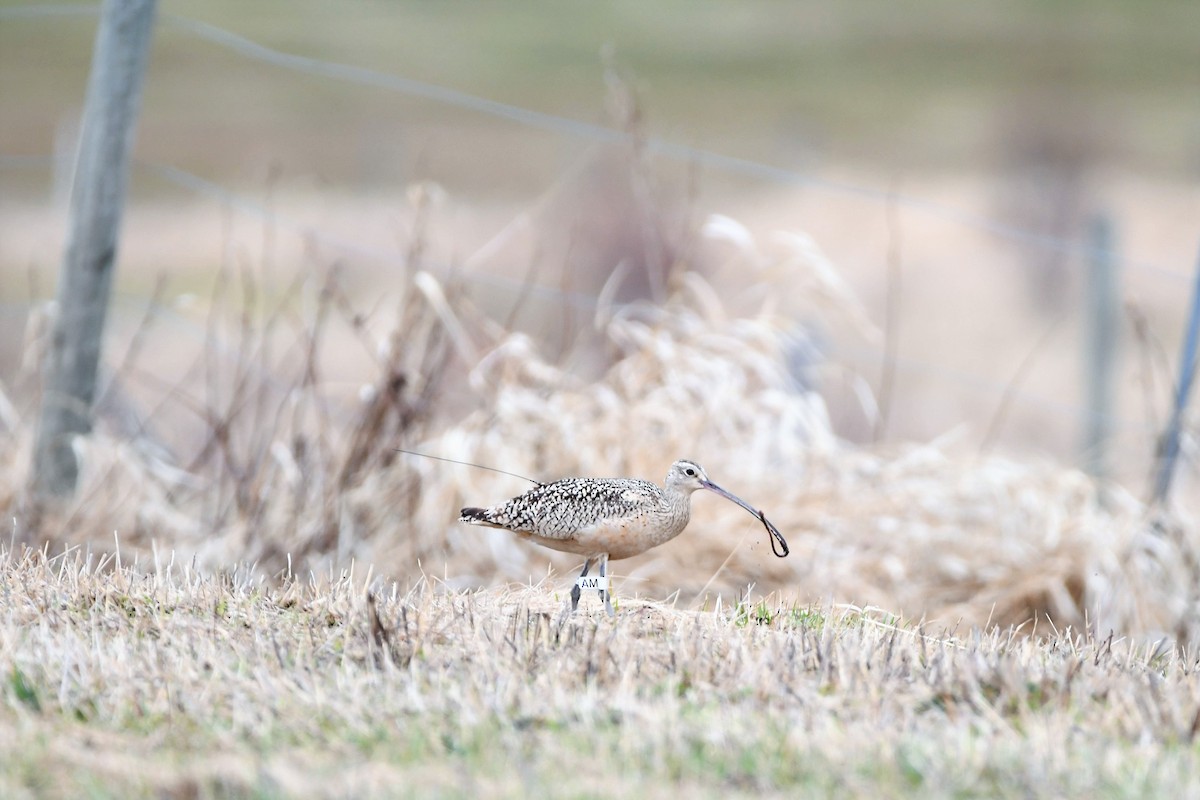 Long-billed Curlew - ML399624191