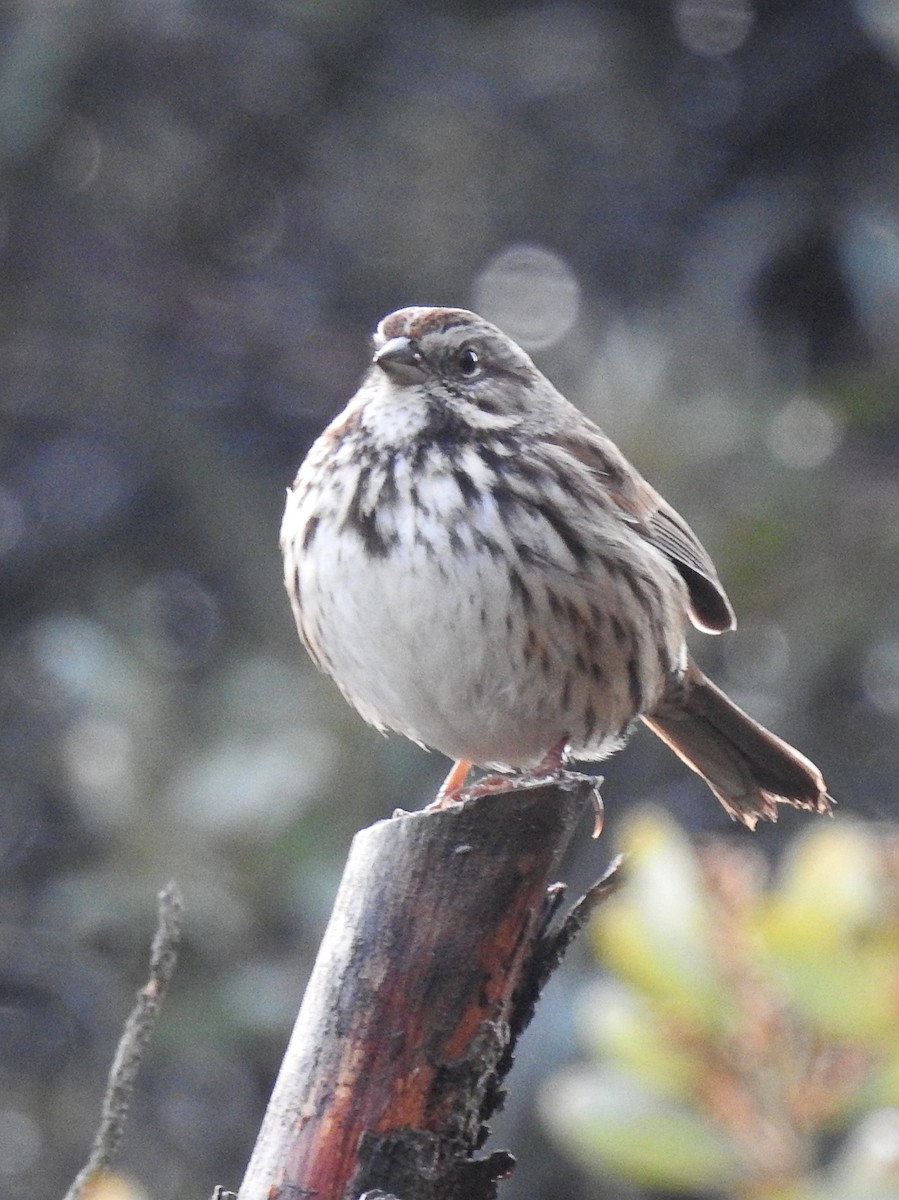 Song Sparrow - ML399624321