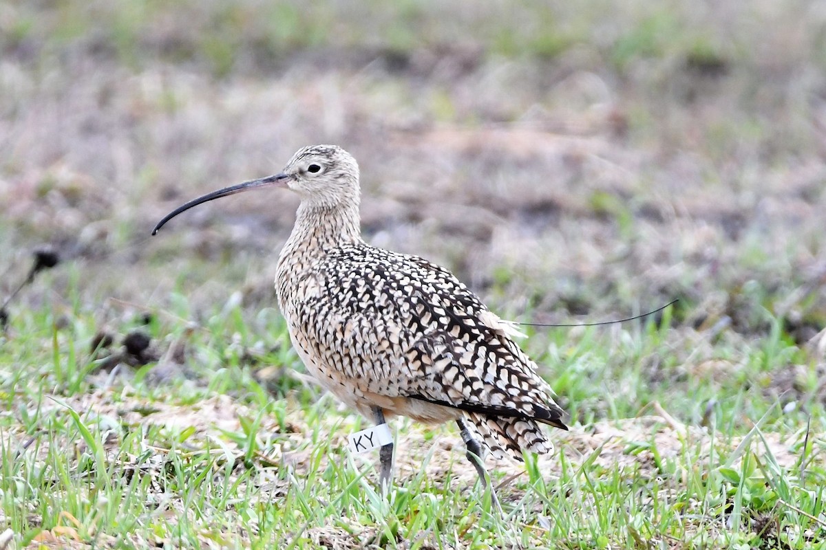 Long-billed Curlew - ML399624431