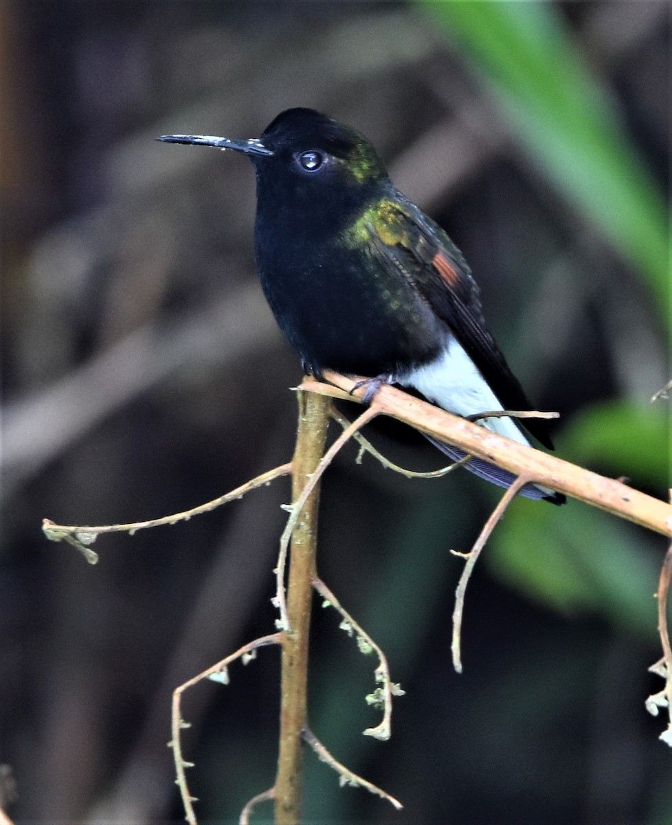 Black-bellied Hummingbird - Marcos Ponce