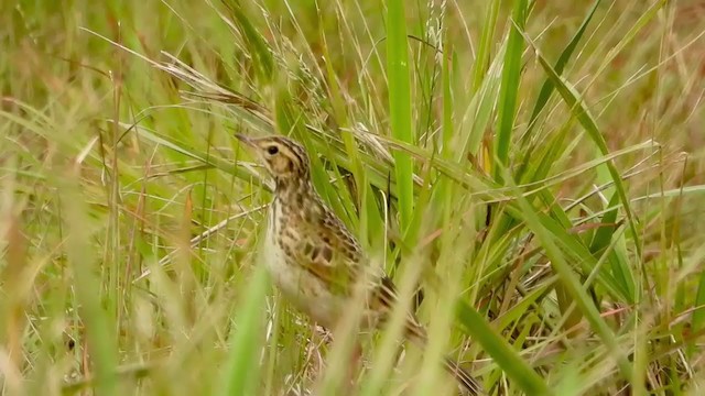 African Pipit - ML399626021