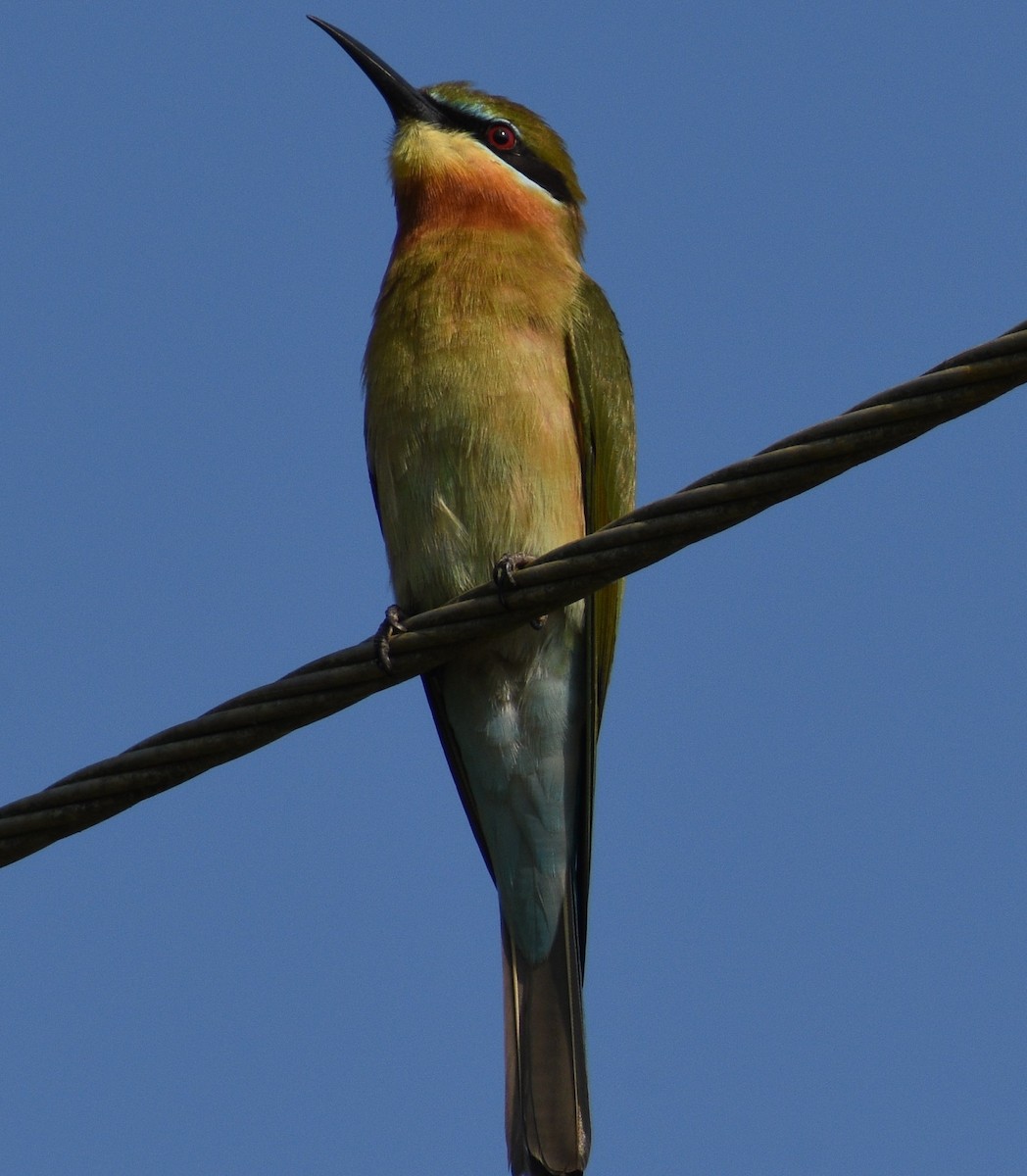 Blue-tailed Bee-eater - ML399626281