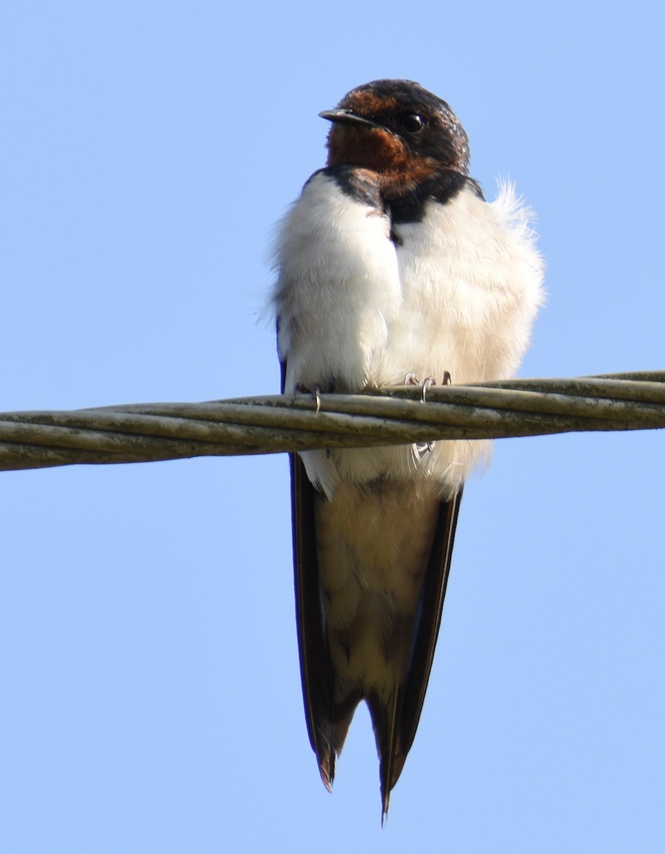 Barn Swallow - ML399626301