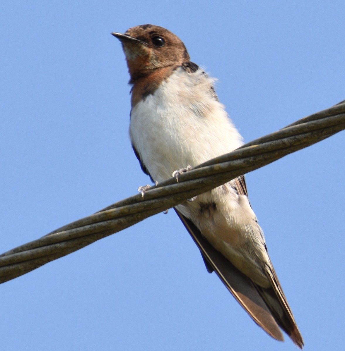 Barn Swallow - ML399626341