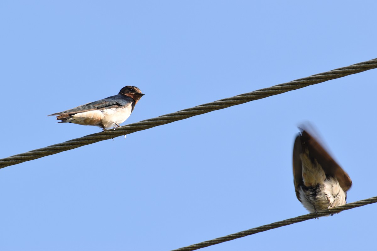 Barn Swallow - ML399626401