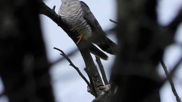 Lesser Cuckoo - ML399626541