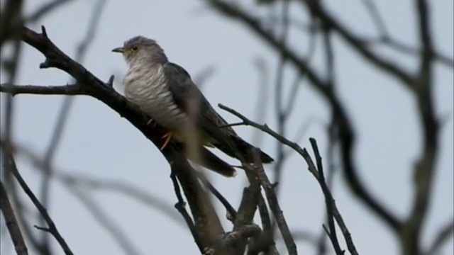 Хурган хөхөө - ML399626631