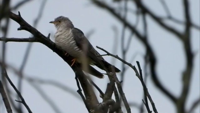 Lesser Cuckoo - ML399626631