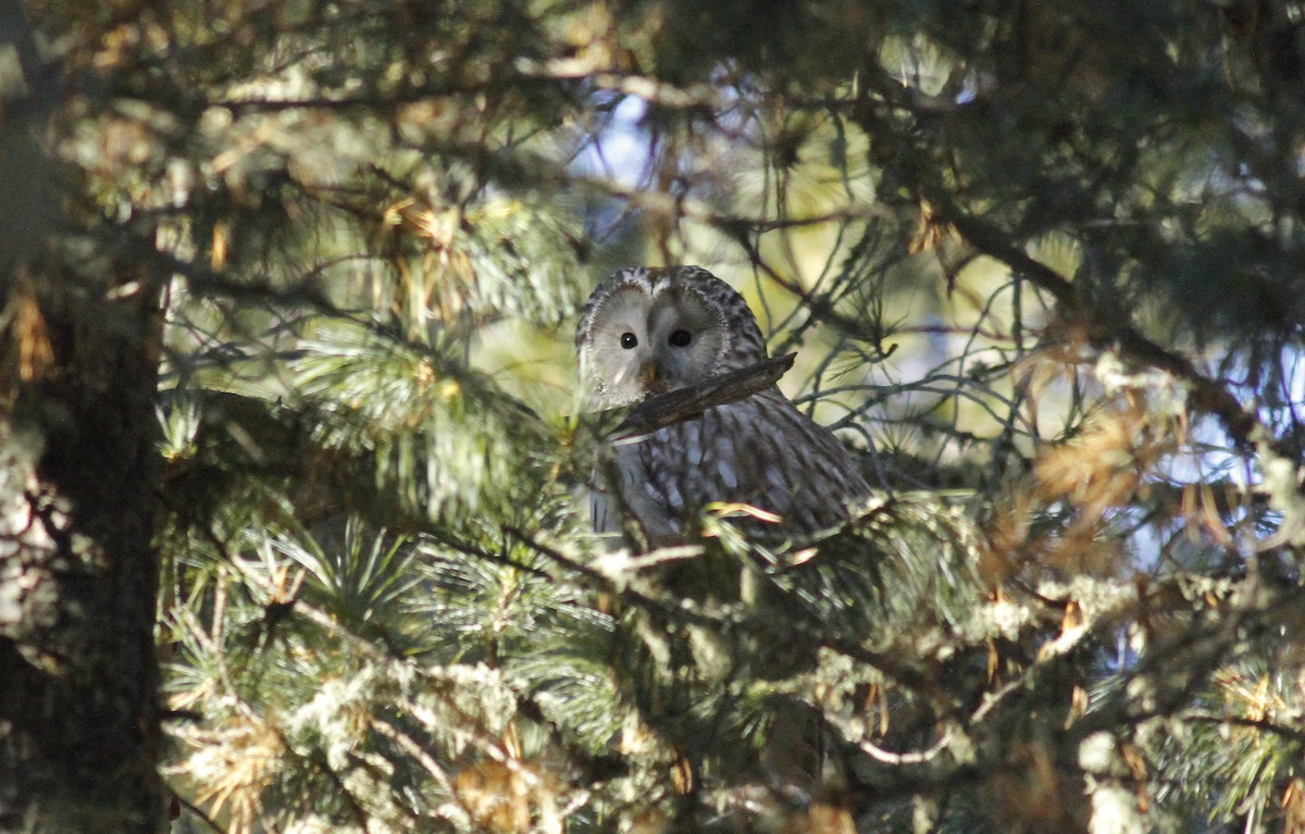 Ural Owl - ML399626661