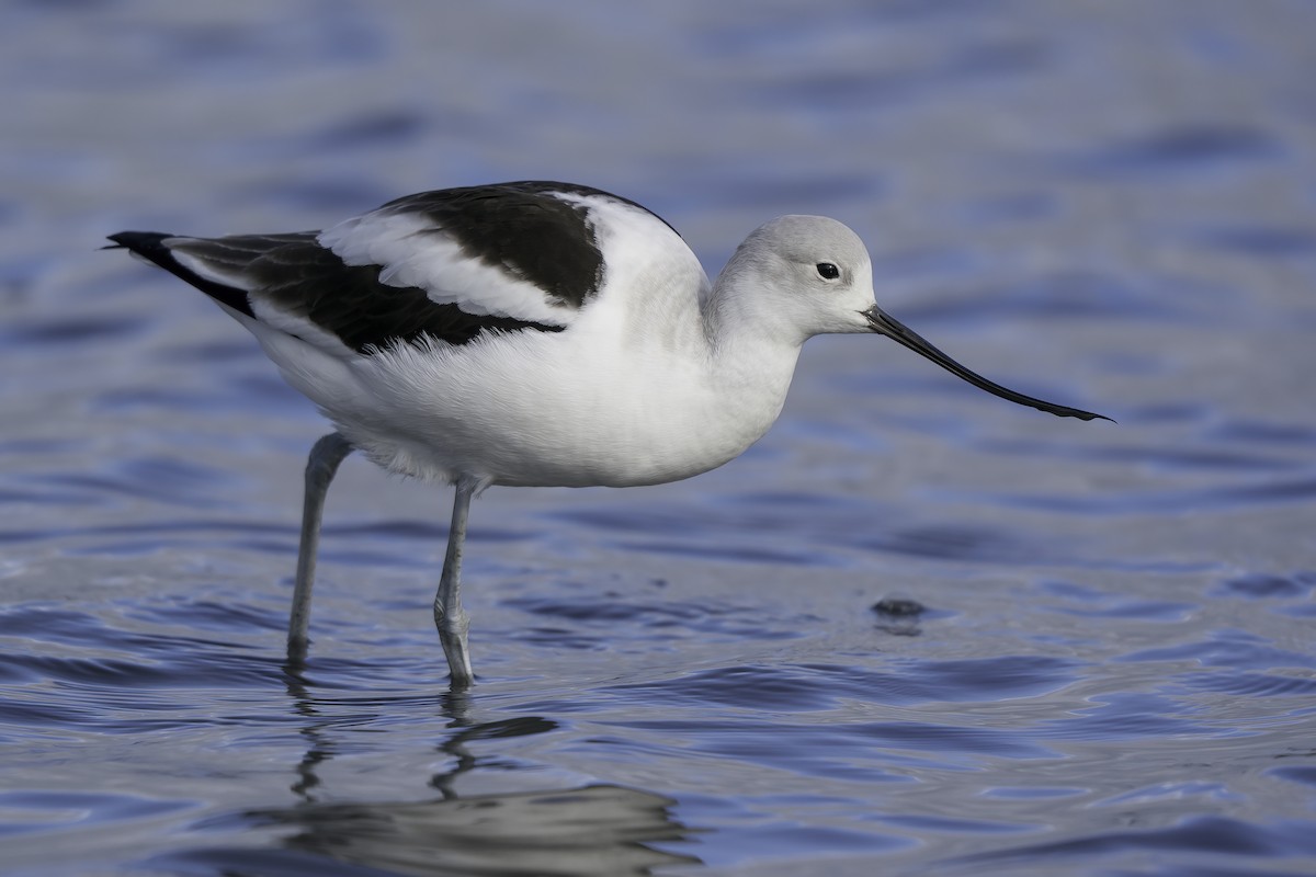 American Avocet - ML399629661