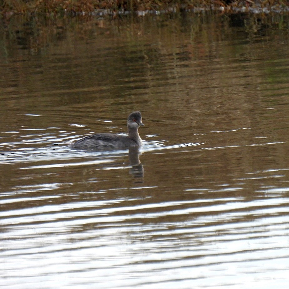 Eared Grebe - Susan Kirkbride