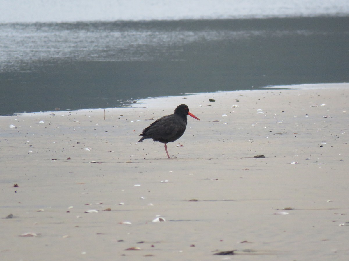 African Oystercatcher - Brad Arthur