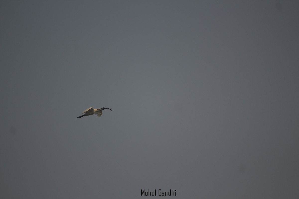 ibis černohlavý - ML399631051