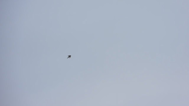 Scarce Swift - ML399631061